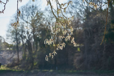 Close-up of flowering plant against trees