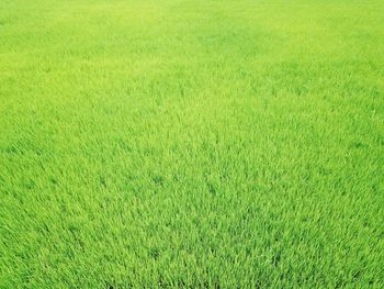 Full frame shot of soccer field