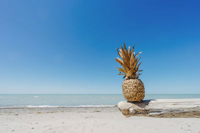 Coconut palm tree on beach against clear blue sky