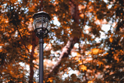 Low angle view of street light during autumn