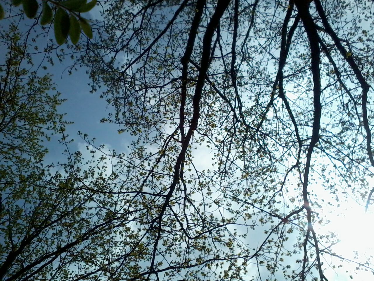 low angle view, tree, branch, growth, nature, tranquility, beauty in nature, sky, clear sky, leaf, outdoors, day, no people, backgrounds, sunlight, scenics, tree trunk, full frame, high section, directly below