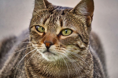 Close-up portrait of a cat