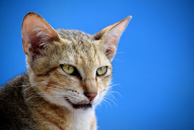 Close-up portrait of a cat against blue sky