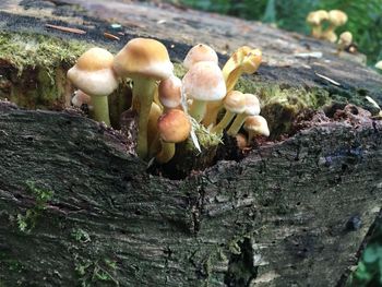 fungus