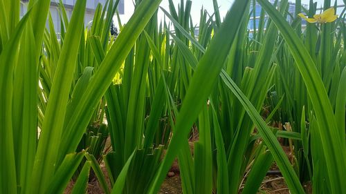 Full frame shot of corn field