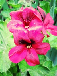 Close-up of pink flower
