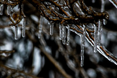 Close-up of icicles hanging on branch