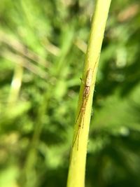 Close-up of insect on plant