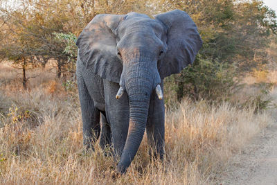 Elephant on landscape