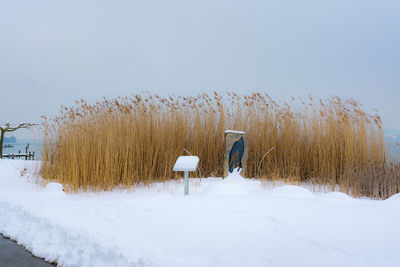 Plants on snow covered land against sky