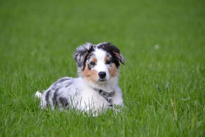 Portrait of dog sitting on grass