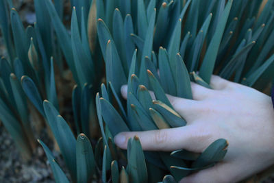 Close-up of succulent plant in field