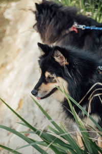 High angle view of dog standing by plants