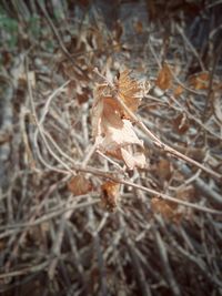 Close-up of dried plant on field