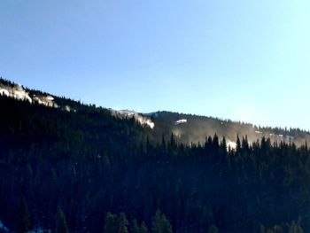 Panoramic view of forest against clear sky