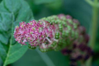 Close-up of pink flowering plant