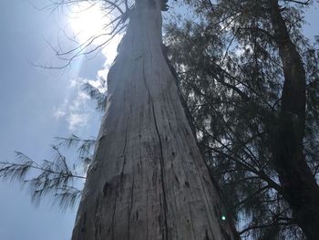 Low angle view of bare trees against sky