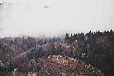 High angle view of forest in fog