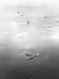 High angle view of crab on beach