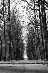 Bare trees in forest