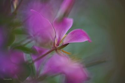 Close-up of pink flowering plant