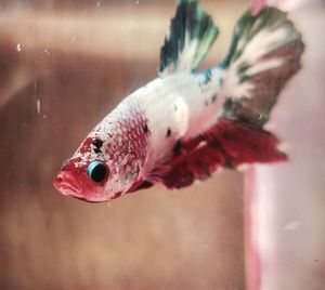 Close-up of fish swimming in sea