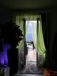 Potted plant at home