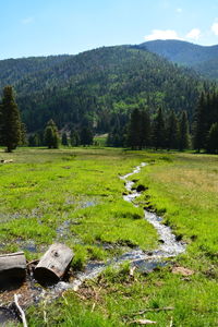 Scenic view of field against sky