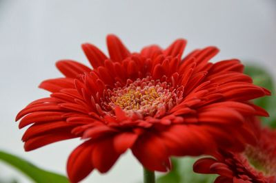 Close-up of red flower