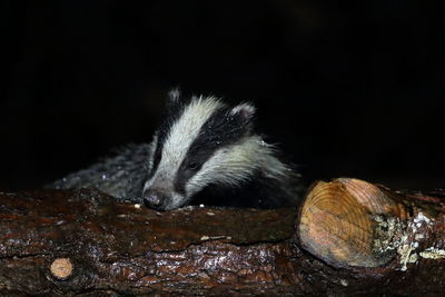 Close-up of an animal