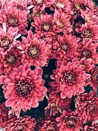 High angle view of pink flowering plants