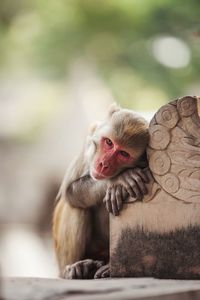 Monkey looking away while sitting outdoors