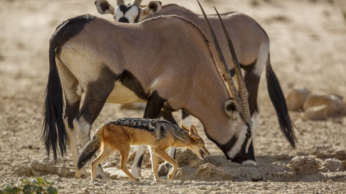 Close-up of deer