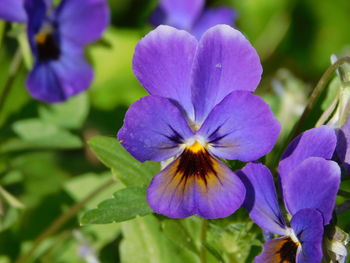 Close-up of purple flowering plant