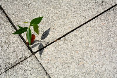 High angle view of plant leaves on footpath