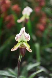 Close-up of white flower