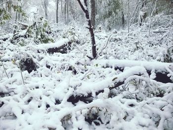 Snow covered trees on field in forest