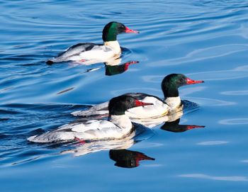 Ducks swimming in lake