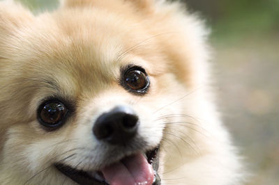 Close-up portrait of dog