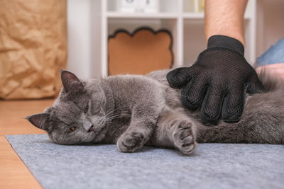 Low section of woman holding cat