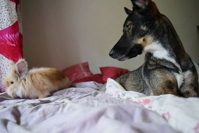 Two cats sleeping on bed at home