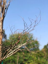 Close-up of plant against clear sky