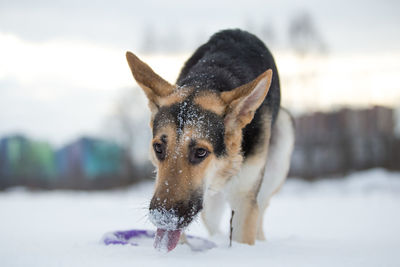 Dog in snow