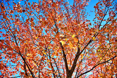 Low angle view of flowering tree against blue sky