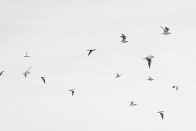 Low angle view of birds flying in sky