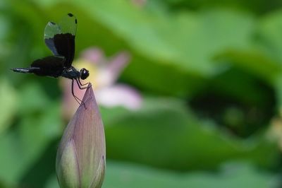 Close-up of insect on leaf