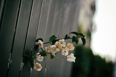 Close-up of bougainvillea blooming by fence