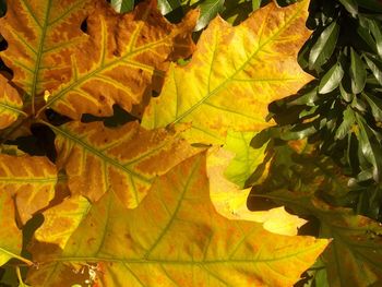 Full frame shot of leaves