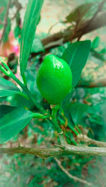 Close-up of berries growing on tree