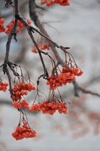 Close-up of red berries on tree